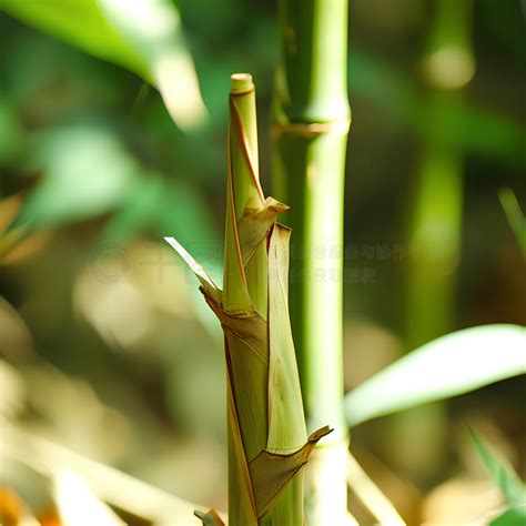 竹子有幾種|竹（禾本科竹亚科植物）